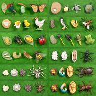 EMERAY Simulation Kindergarten Teaching Life Cycle Chicken Dragonfly Model
