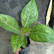Aglonema big roy mutasi