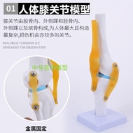 Human body joint model teaching elbow wrist ankle bone shoulder knees hip bone structure attached to the ligament medicine