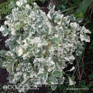 ✼ ◶ Variegated Papua plant