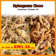 (5KG) Chilean Sphagnum moss 7A Premium 智利水苔