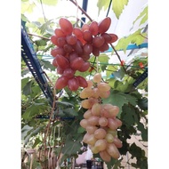 anggur impot variety BAIKONOR ( super genjah ) pokok stabil/anak pokok anggur