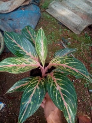 tanaman hias aglaonema butterfly/aglaonema butterfly / pohon aglonema