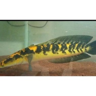 - ikan chana yellow sentarum sz 20-23 cm '