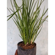 Premium Vetiver Grass: Promote Soil Health and Erosion Control with this Robust Plant
