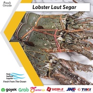 Lobster Laut Segar | Lobster Pakistan 1kg 4-6 Ekor | Lobster Fresh