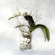 如雪 單株蝴蝶蘭植栽
