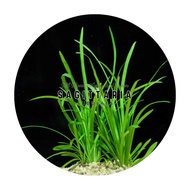 [Aquatic Plant] Submerged Sagittaria Subulata Dwarf Narrow Leaf Low Tech Plants Aquarium Aquascaping