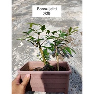 #Bonsai jeliti#Bonsai tree#水梅#Real live plants#Wrightia Religiosa#