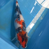 Ikan KOI IMPORT Showa Sakai Fish Farm (SFF) (DOB2021) size 65cm