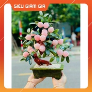 Rose Quartz Peach Tree 9 fruits, 18 fruits, 28 fruits and 38 fruits
