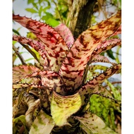 Bromeliad Achemea, actual plant as per last 2 picture