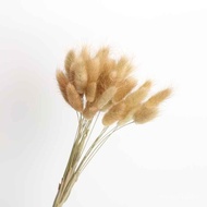 【Plant in Vase】Flowers Decorative Grass Dried Bouquet Rabbit Tail Grass Hay Wheat Yellow Golden Ball Myosotis Sylvatica