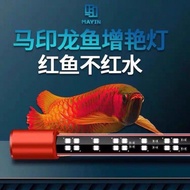 ((MAYIN) 100% MAYIN Brightening Magic Lamp (AQUARIUM Competition Dedicated Ornamental Lamp) Real Fis