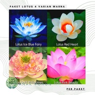 Nymphaea - SAVING PACKAGE - Seeds - Lotus Flower 4 Colors Seeds - IMPORT