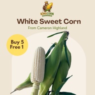 Cameron Highlands Fresh White Pearl Corn (Fruit Corn) Super Sweet Milky Corn Can Eat Raw Grade A