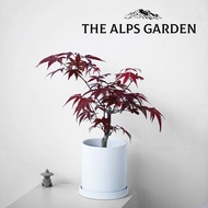 Andes Garden Red Maple Maple Leaf Happy Sun Plant Balcony Window Sill Green Plant Potted Plant New Y