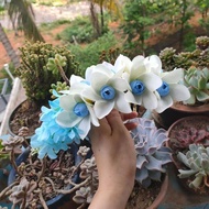 Southeast Asia, Thailand, Handmade Dai Headgear, Floral Hair Comb, Yunnan Xishuangbanna Dai Costume 