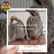 burung cucak rowo sepasang dewasa siap produksi