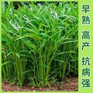 Vegetable Seeds Four Seasons Vegetables Vegetables Green Stems Hollow Vegetable Seeds Willow Leaves 