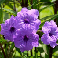 [PRE ORDER] Pokok Kencana / Ruellias (Ruellia) - Live Plant