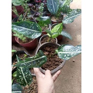 AGLAONEMA  VARIETIES