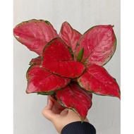 Tanaman Hias Aglonema Red Anjamani Mutasi Aglonema Aglaonema Red