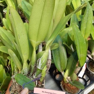 Anggrek cattleya