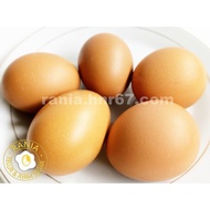 Agen Telur Ayam Tangerang