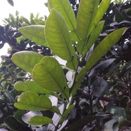50 clean, home-grown grapefruit leaves