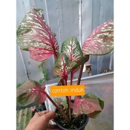 Caladium Rare Thai  Keladi Paya Nakarat