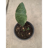 Pokok lidah Jin tanpa pasu bunga (whale Fin )