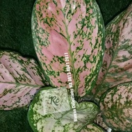 Terbaru Bibit Tanaman Hias Aglonema Lady Valentine Pink Real Plant