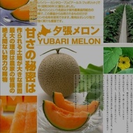 UD BUAH 3 SAUDARA melon jepang Japan HOKKAIDO premium Yubari jepang
