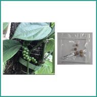 ✍ ♥️ peppercorn plant seeds paminta piper nigrum