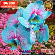 ( KNOP / SPIKE ) ANGGREK DENDROBIUM BLUE GALAXY-sudah Knop/Spike-DENDROBIUM