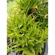 10 PCS / DAUN POKOK SITI KHADIJAH / RUMPUT SITI KHADIJAH / RUMPUT BEIJING / DAUN POKOK BEIJING