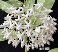 毬蘭 白流星 Hoya multiflora white 香 續花性