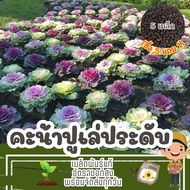 เมล็ด คะน้าปูเล่ ปูเล่ประดับ คละสี แบ่งขาย (ซื้อ 5 แถม 1)