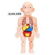 Discover the Human Body - 3D Assembly