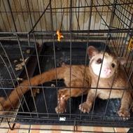 musang baja mozaik