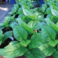 [Seed Three] Benih Bayam Remayong Hijau 15pcs/Malabar Spinach/帝王苗 Planting simple  adaptable the Mal