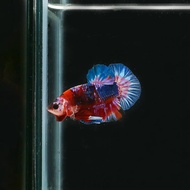 ikan cupang red koi f2 thailand nemo galaxy hm fccp male betta hmpk