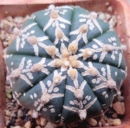 泰國實生V兜(5.5cm) &多肉植物&仙人球&仙人掌