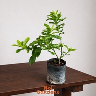 Kaffir Lime Plant (Citrus Hystrix/Thai Lime/Limau Purut) - Fragrant, Fresh and Beautiful Plant