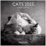 Large Wall Calendar 29 x 29 cm 2025 - September 2024 to December 2025 - Cats Black and White