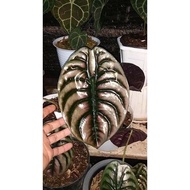 KELADI TENGKORAK / ALOCASIA CUPREA INDUKAN