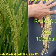 Bibit Padi Rajasa 01 5 Kg