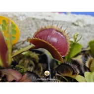 Venus Flytrap 'Archangel 2