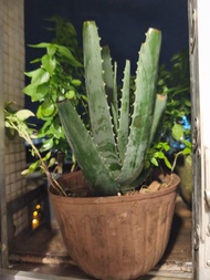 蘆薈盆栽